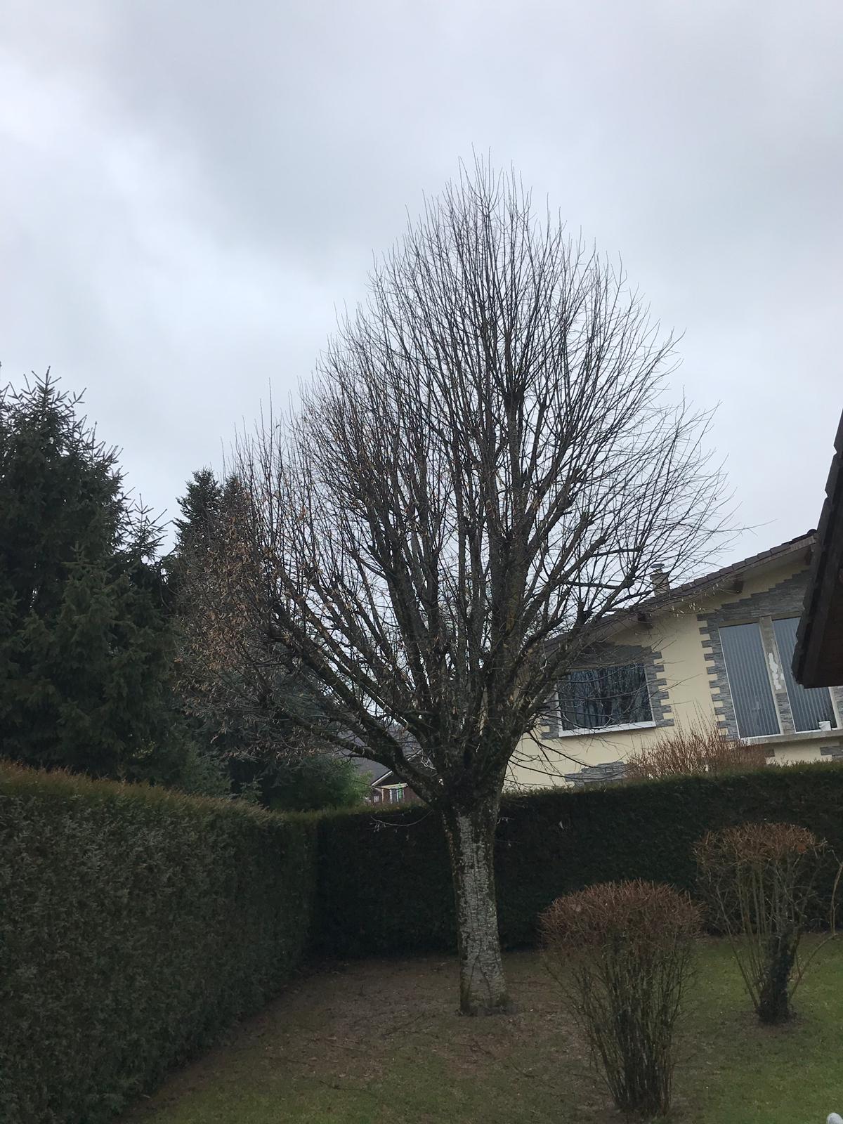 TAILLE DES ARBRES