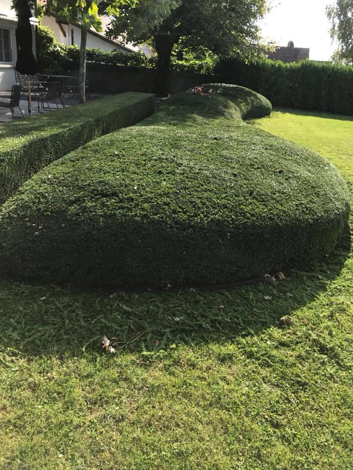 TAILLE DES BUIS