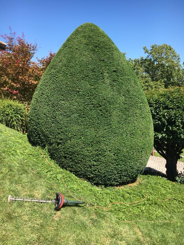 TAILLE DES BUIS