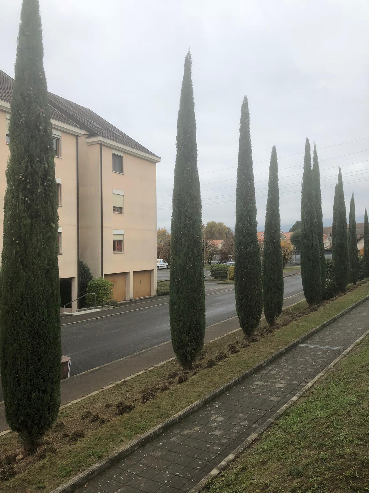 TAILLE DES BUIS