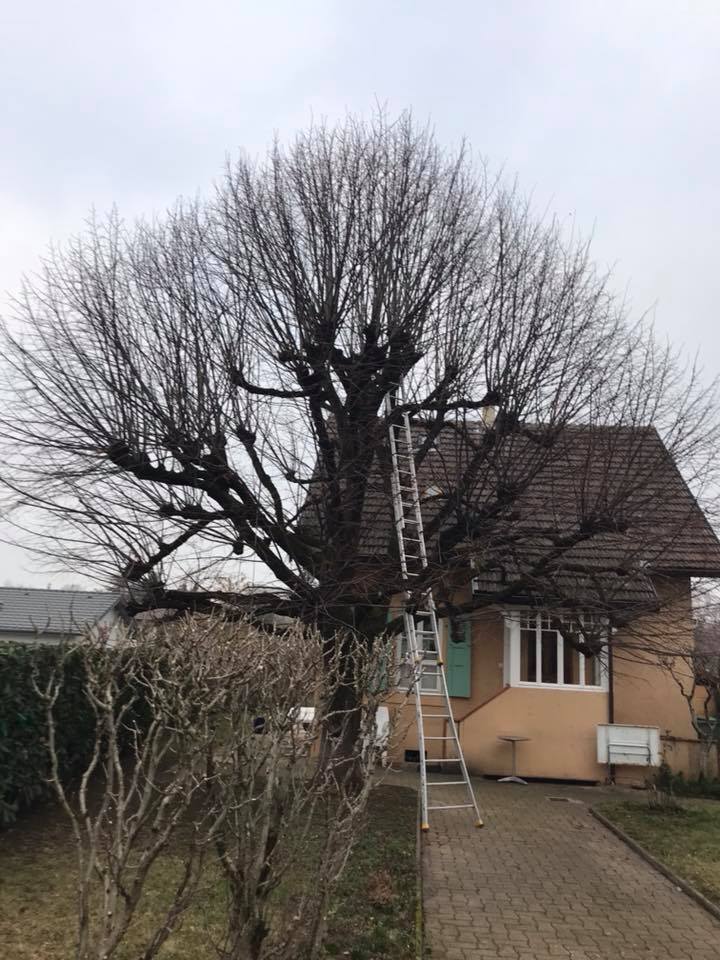 TAILLE DES ARBRES
