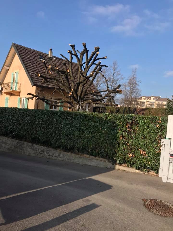 TAILLE DES ARBRES